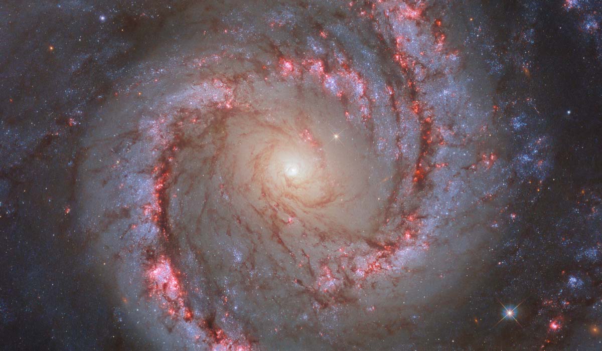 Танцовщица в Золотой Рыбе