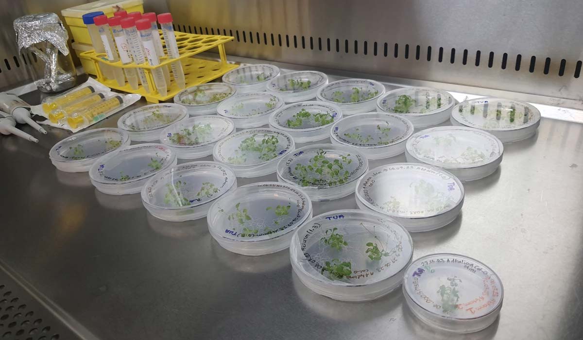 Эксперименты Турции во время миссии Ax-3