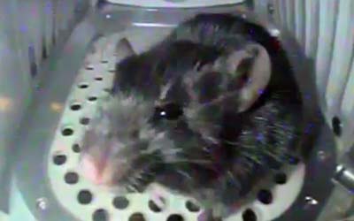 Японские ученые из JAXA создали уникальное устройство для выращивания мышей в условиях искусственной гравитации