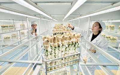 Китайские исследователи приступили к выведению новых «космических» сортов картофеля