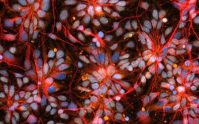 Астронавты экспедиции 71 проведут исследования на борту космической станции