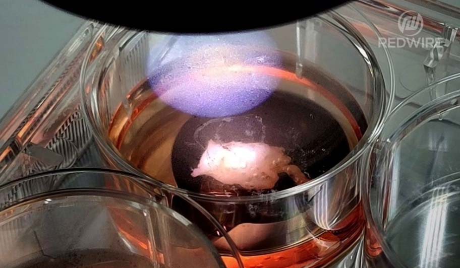 Redwire возвращает с МКС первую напечатанную биопечатью сердечную ткань