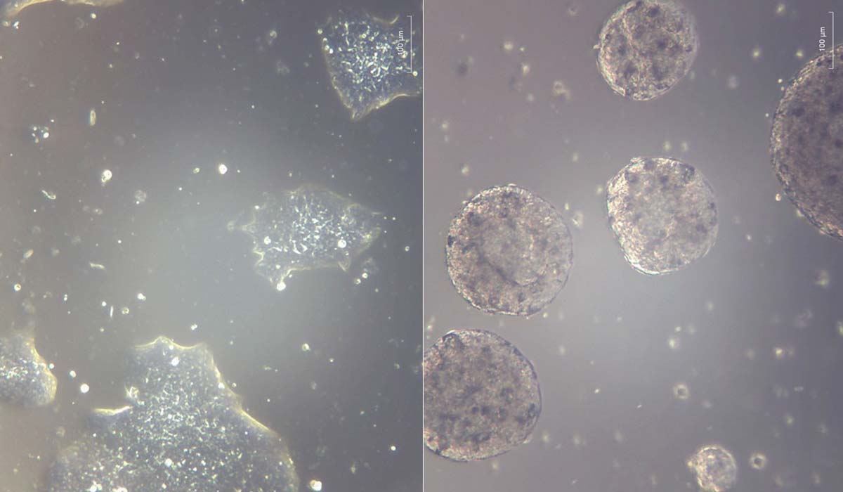 NASA Crew-11 готовится к научной миссии на МКС: от стволовых клеток до пищи будущего