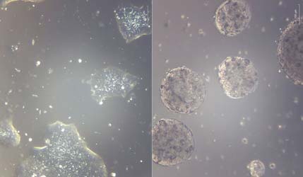 NASA Crew-11 готовится к научной миссии на МКС: от стволовых клеток до пищи будущего