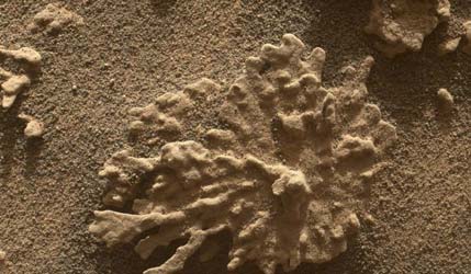 Curiosity обнаружил «коралловидный» камень