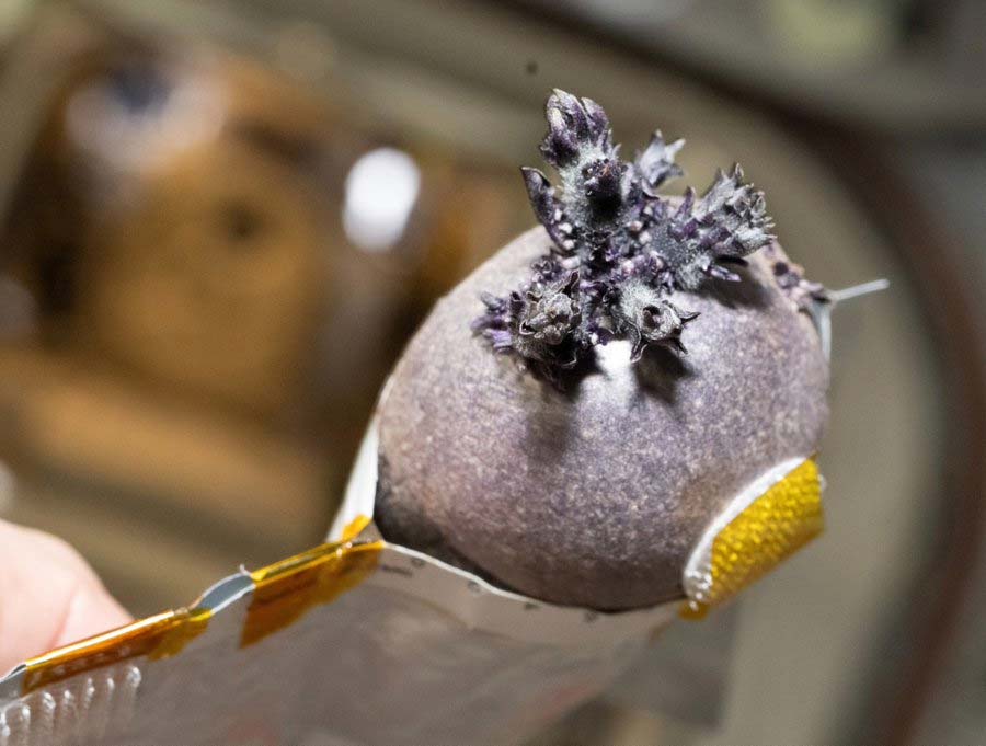 Картопля в космосі виростив астронавт Дон Петтіт - SPUDNIK
