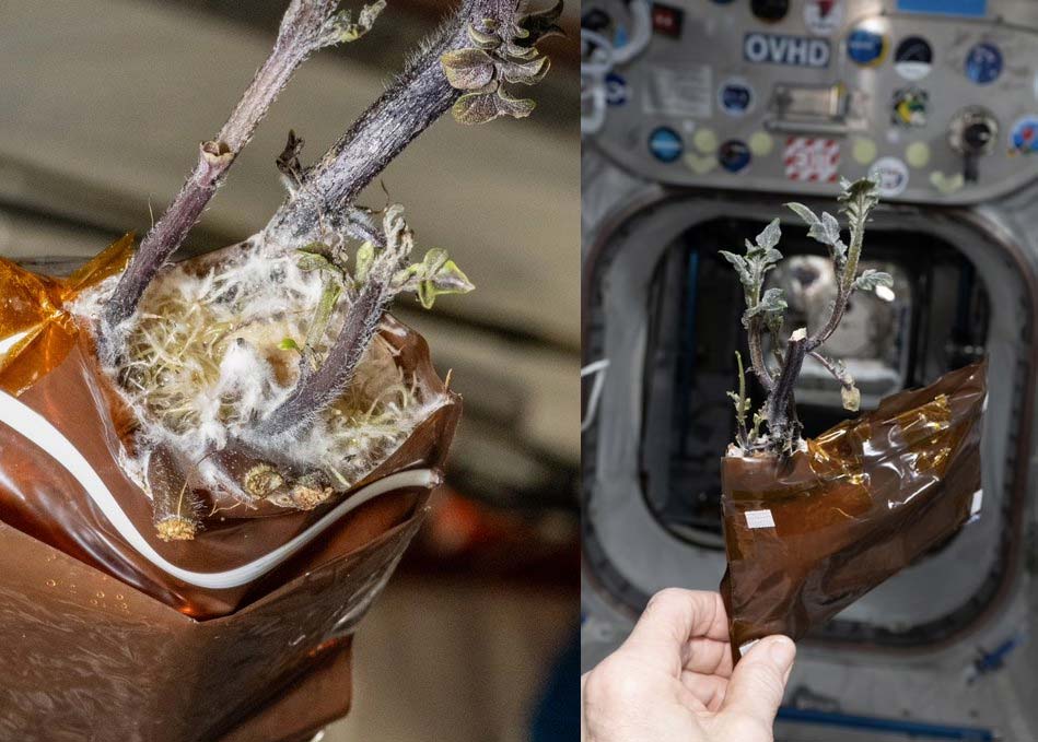 Картопля в космосі виростив астронавт Дон Петтіт - SPUDNIK