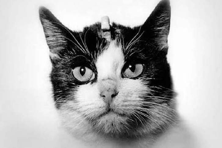 Кошка Фелисетт